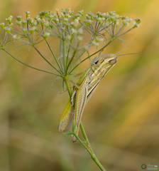 Euchorthippus pulvinatus