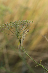 Euchorthippus pulvinatus