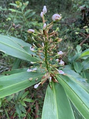 Alpinia arundelliana