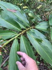 Alpinia arundelliana