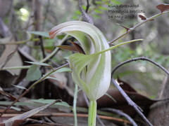 Pterostylis baptistii