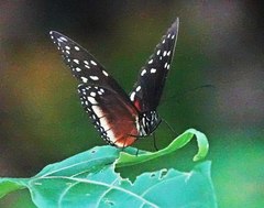 Lepidoptera
