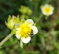 Adela septentrionella