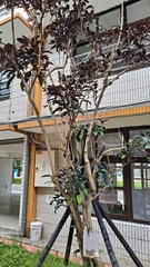 Clerodendrum trichotomum