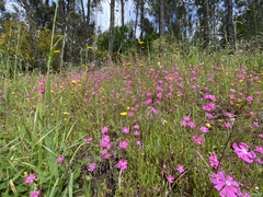 Silene scabriflora