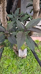 Clerodendrum trichotomum