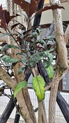 Clerodendrum trichotomum