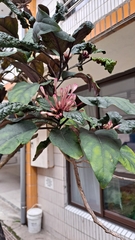 Clerodendrum trichotomum
