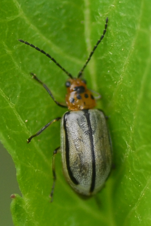 Amphelasma unilineatum