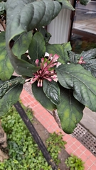Clerodendrum trichotomum