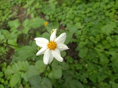 Bidens alba