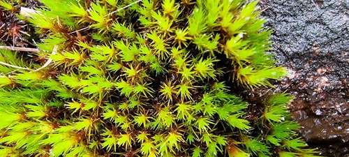 Campylopus bicolor