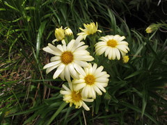 Dolichoglottis lyallii × scorzoneroides