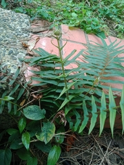 Pteris vittata