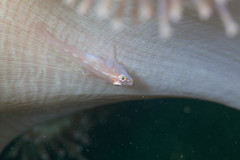 Pleurosicya boldinghi