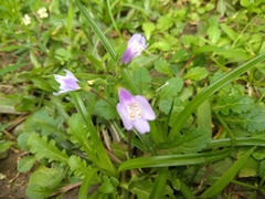 Mazus fauriei