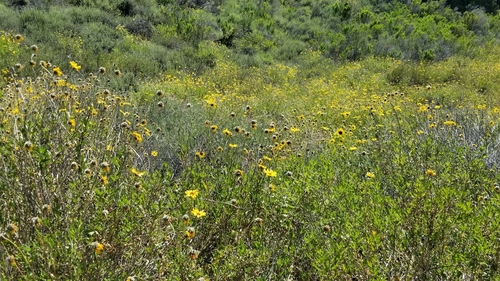 iNaturalist observation photo of California brittlebush