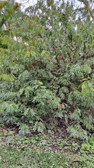 Calliandra haematocephala