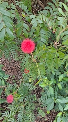 Calliandra haematocephala