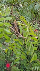 Calliandra haematocephala