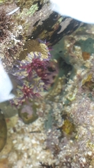 Bunodosoma californica