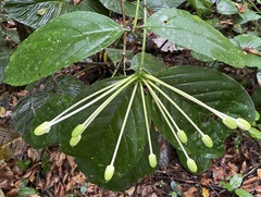 Posoqueria