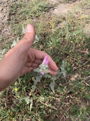 Sphaeralcea mendocina