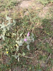 Sphaeralcea mendocina