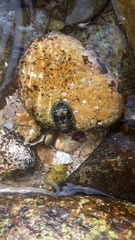 Chiton albolineatus