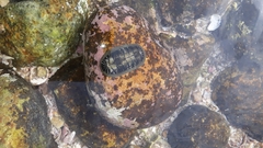 Chiton albolineatus