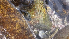 Chiton albolineatus
