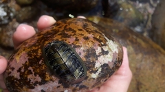 Chiton albolineatus