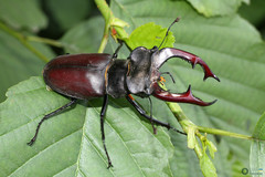 Lucanus cervus cervus