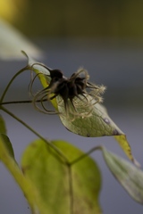 Clematis viorna