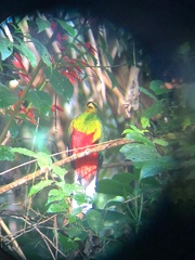 Pharomachrus fulgidus