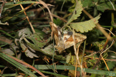 Heliothis adaucta