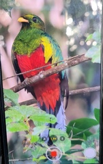 Pharomachrus fulgidus