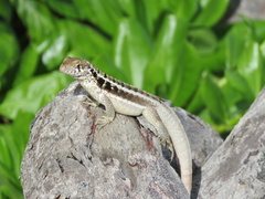 Leiocephalus psammodromus