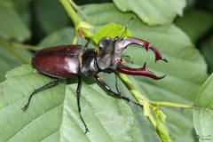 Lucanus cervus cervus