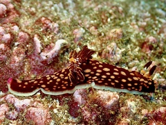 Nembrotha yonowae