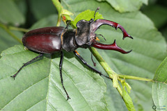 Lucanus cervus cervus