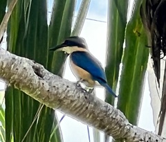 Todiramphus sacer vitiensis