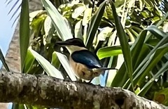 Todiramphus sacer vitiensis