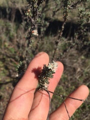 Eriogonum wrightii dentatum