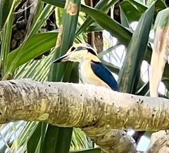 Todiramphus sacer vitiensis