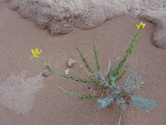 Haplophyllum dauricum