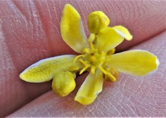 Haplophyllum dauricum