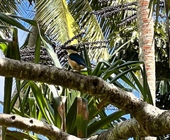 Todiramphus sacer vitiensis