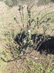 Eriogonum wrightii dentatum