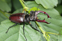 Lucanus cervus cervus
